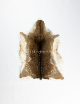 Deerskin / Winter